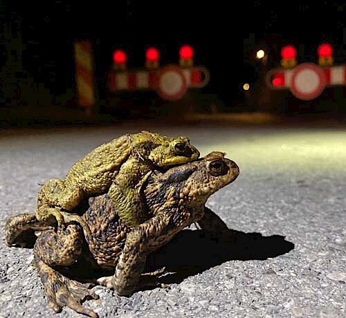 Amphibiensammlung – Ein großer Erfolg, aber zunehmende Probleme am Puchheimer Weg und Eichbühlweg